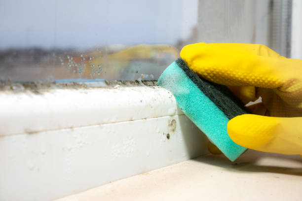 Best Mold Remediation Experts  in Cabin John, MD