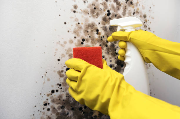 Best Mold Removal Company Near Me  in Cabin John, MD