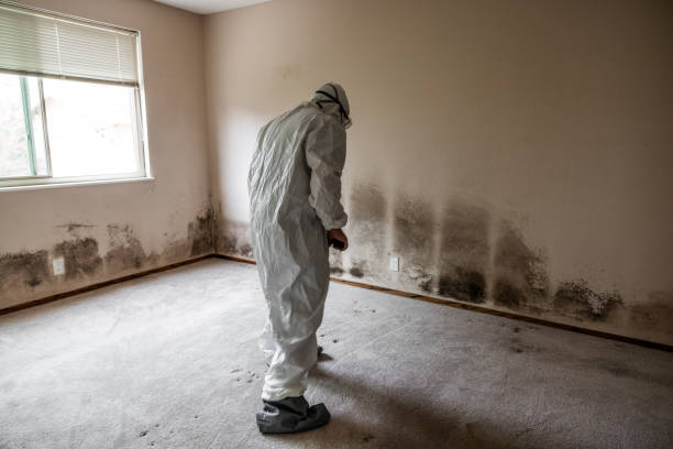 Best Certified Mold Removal  in Cabin John, MD