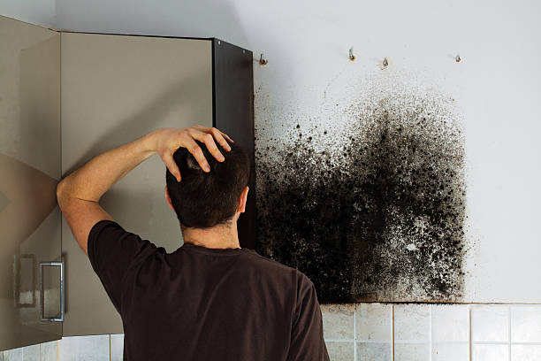 Trusted Cabin John, MD Mold Removal Experts